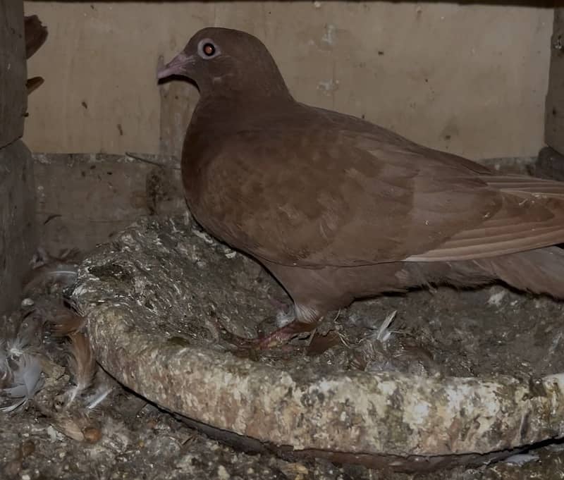 Breeder pair and patha 2