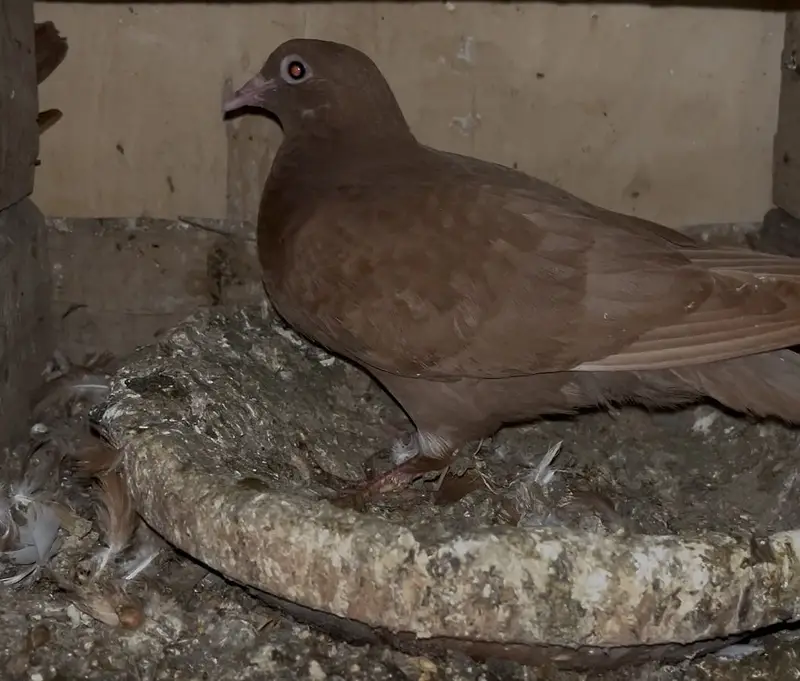 Breeder pair and single female for sell — photo 4