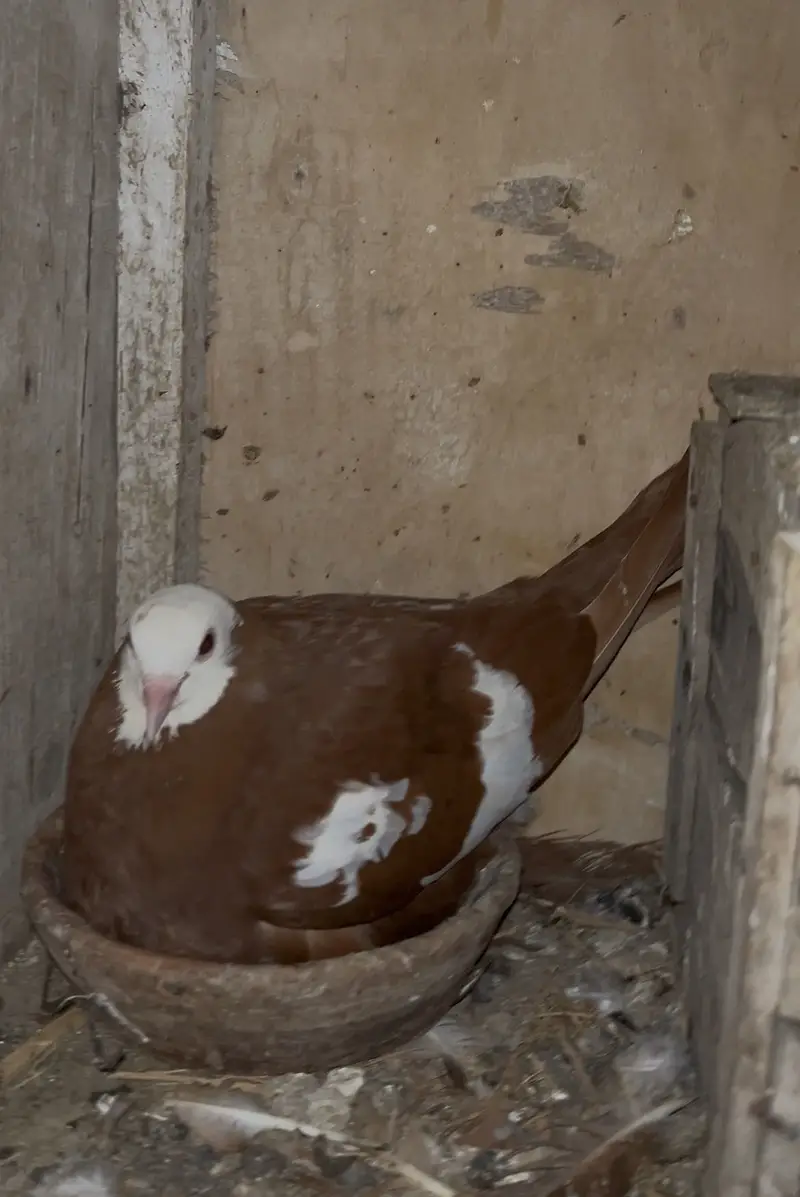 Breeder pair and single female for sell — photo 5