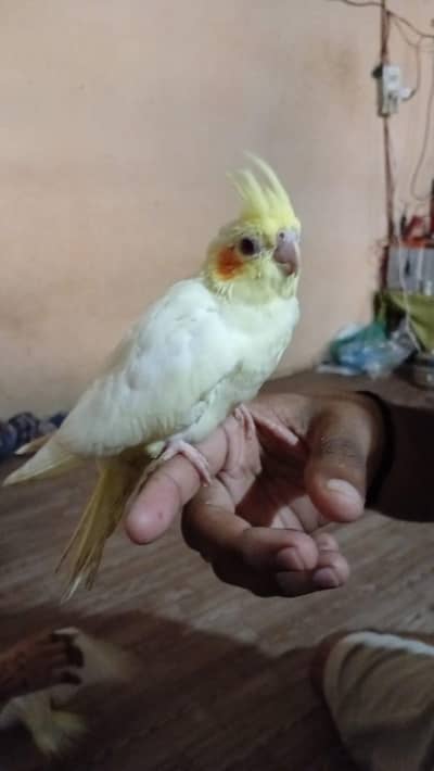 Cocktail pair and Hand Tame Chicks and ring neck pair and cage