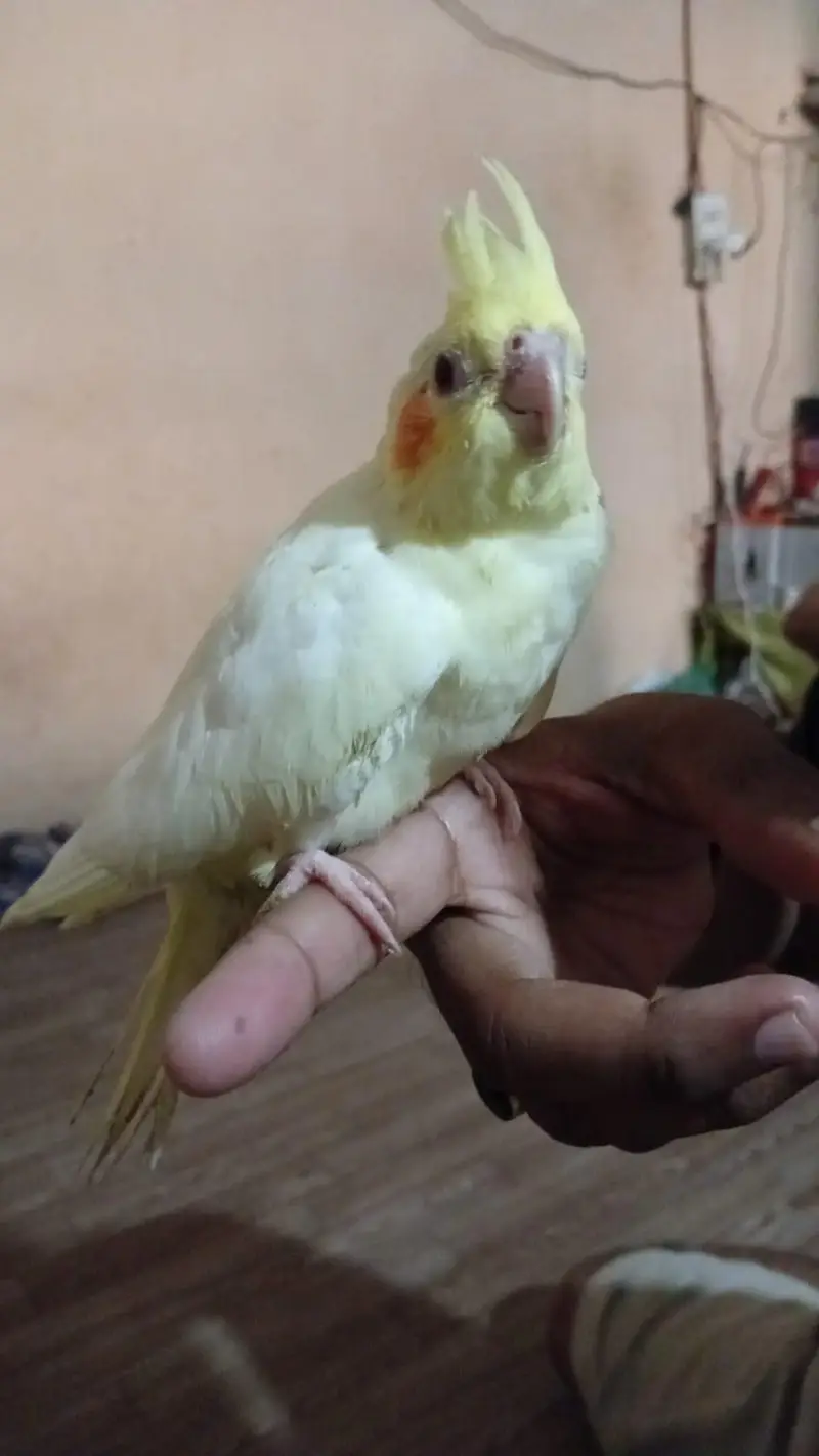 Cocktail pair and Hand Tame Chicks and ring neck pair and cage — photo 2