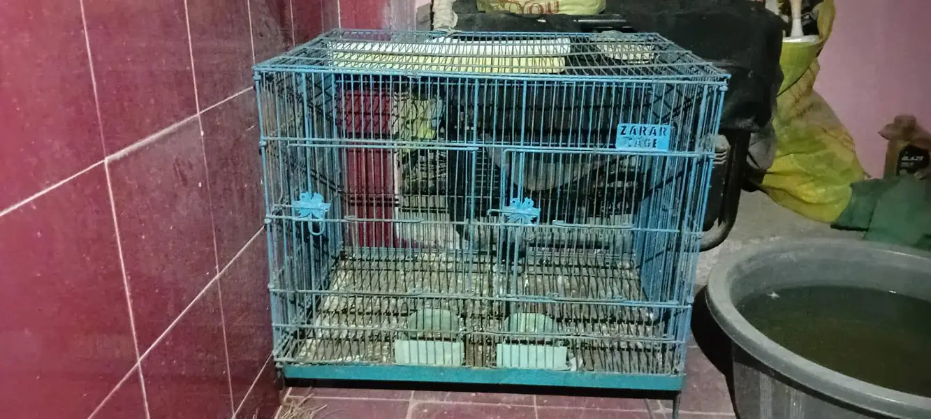 Cocktail pair and Hand Tame Chicks and ring neck pair and cage — photo 9