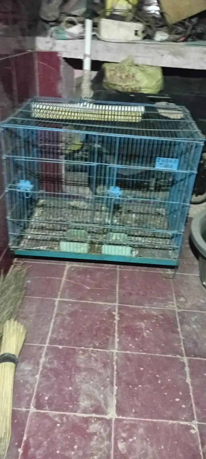 Cocktail pair and Hand Tame Chicks and ring neck pair and cage — photo 10