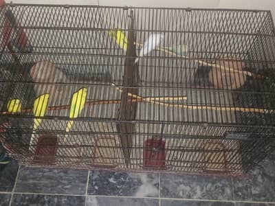 Australian budgies for sale.