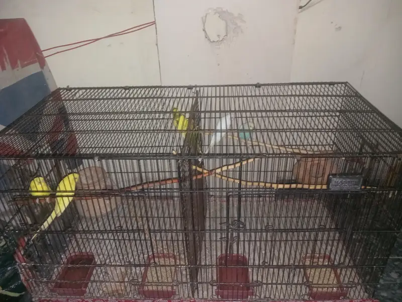 Australian budgies for sale. — photo 2