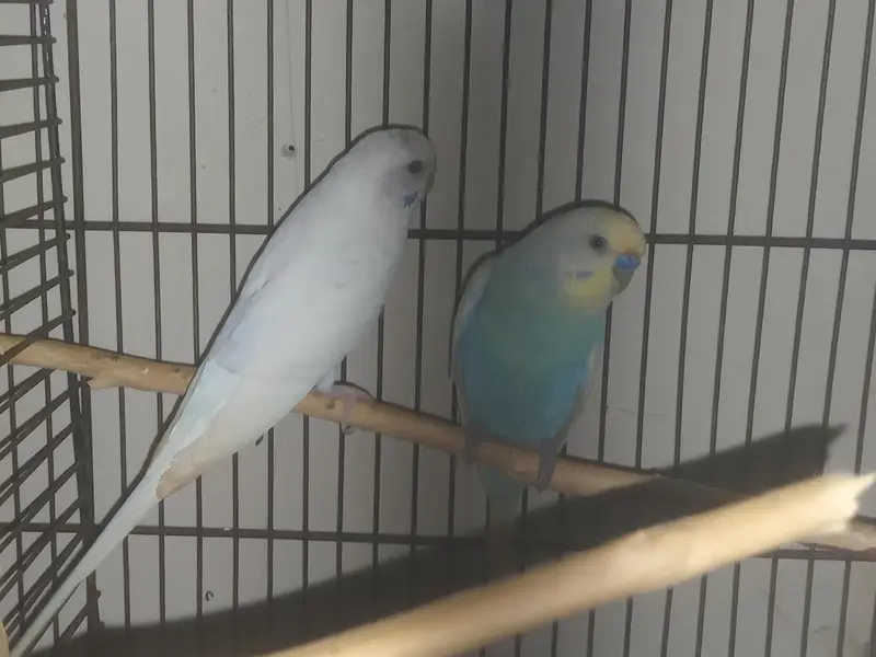 Australian budgies for sale. — photo 4
