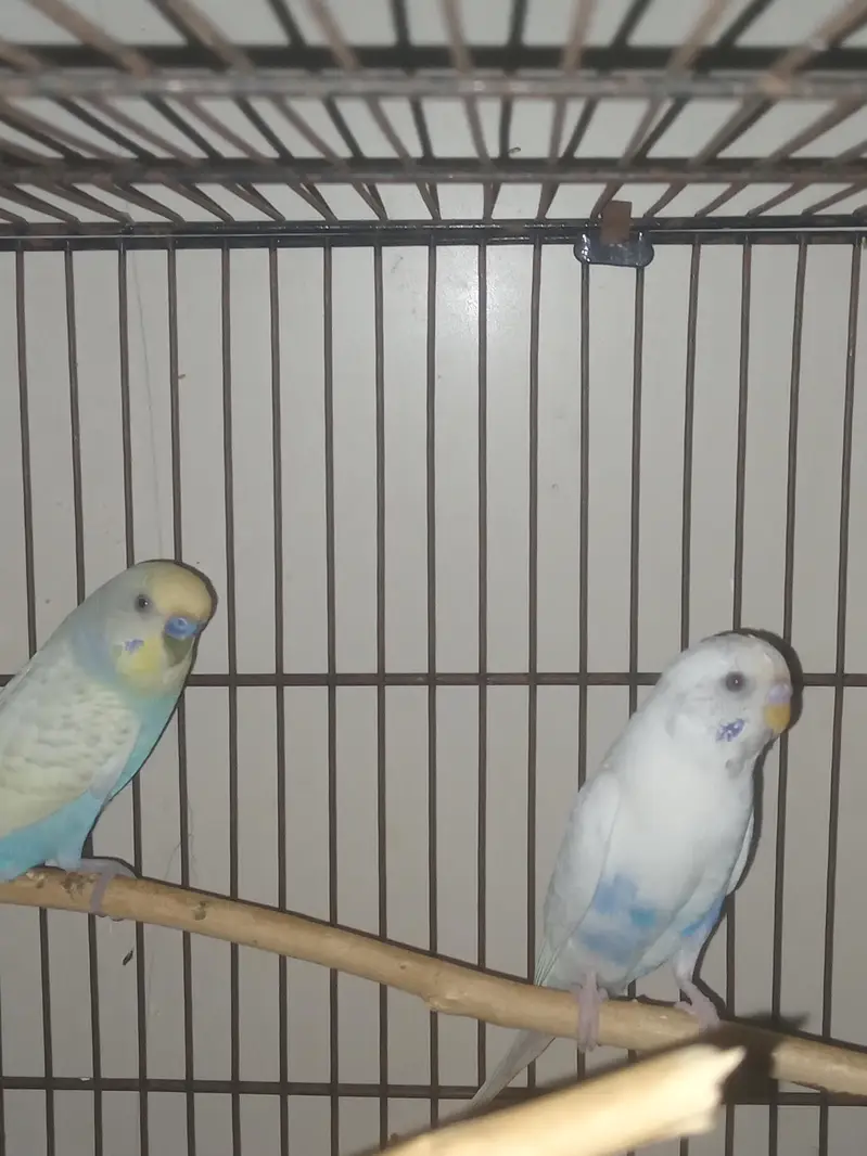 Australian budgies for sale. — photo 5