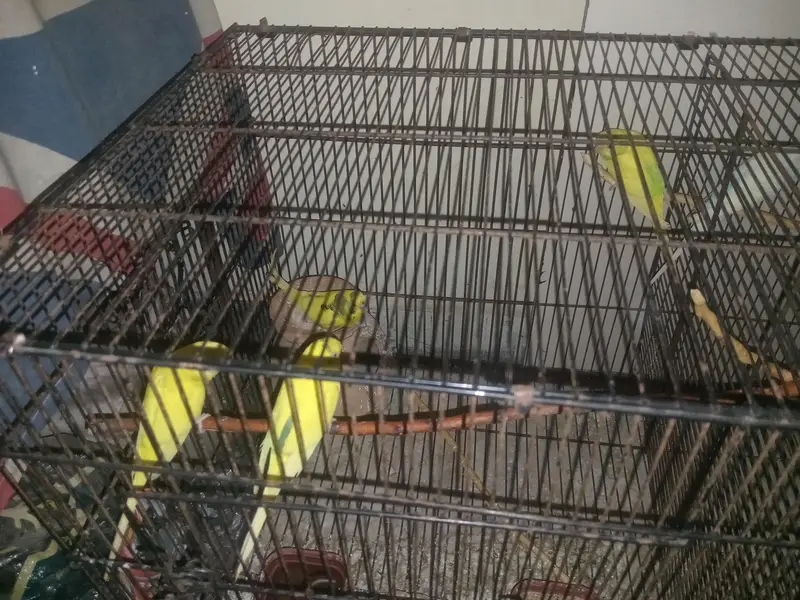 Australian budgies for sale. — photo 6