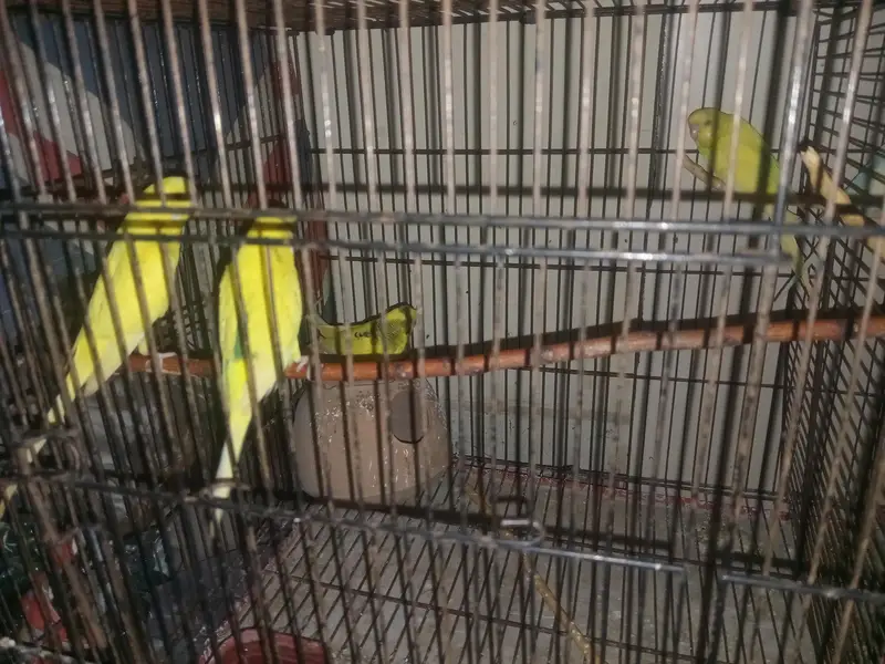 Australian budgies for sale. — photo 7