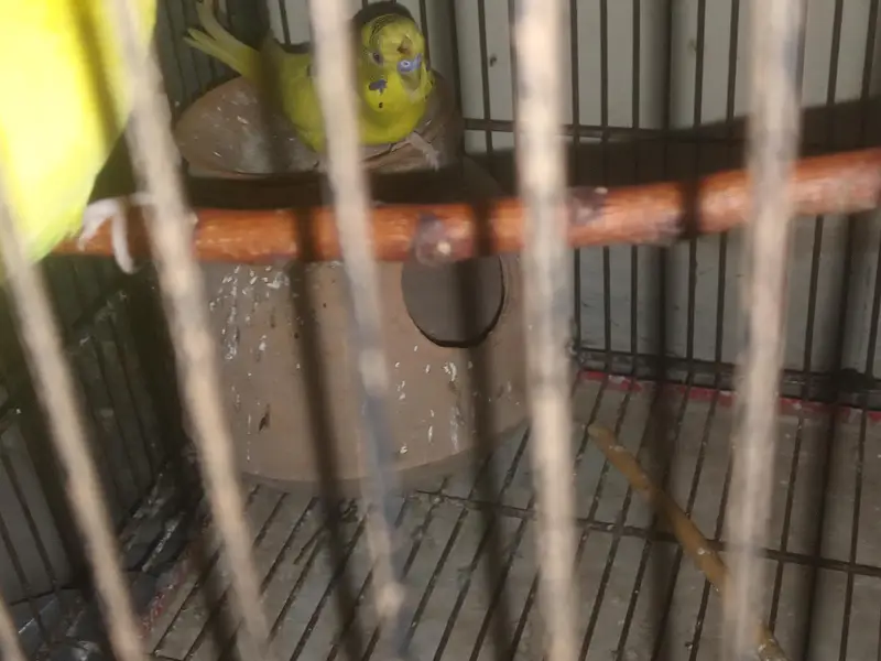 Australian budgies for sale. — photo 9