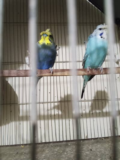 hogoromu pair available