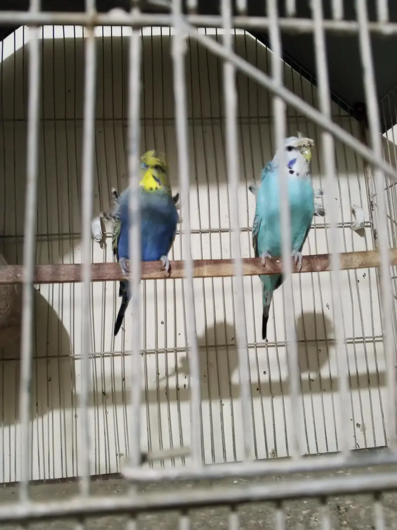 hogoromu pair available — photo 2