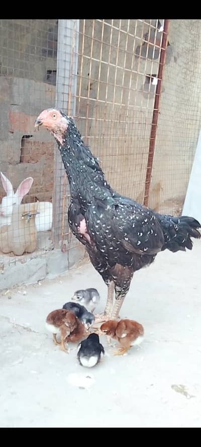 Top Quality Aseel hen with chick's available