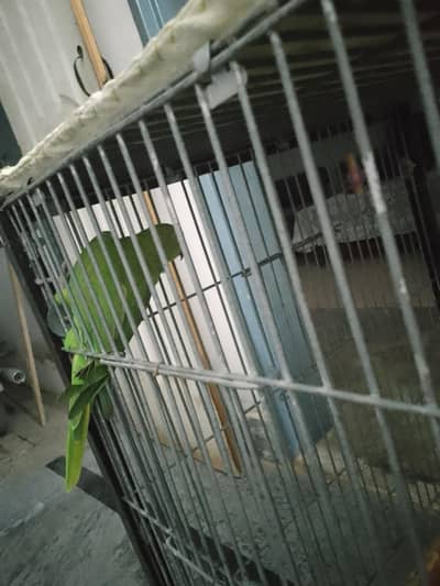 Green parrot pair