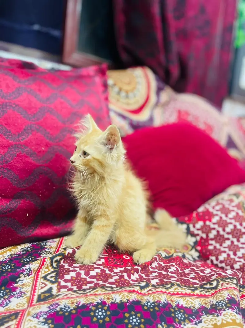 Persian kittens different color pair agrent sale plzz contact me — photo 2