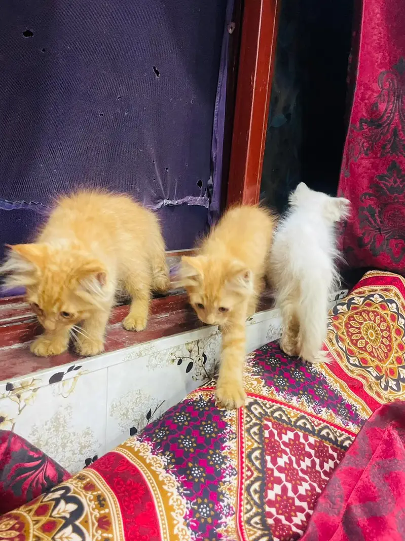 Persian kittens different color pair agrent sale plzz contact me — photo 3