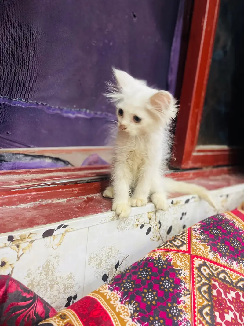 Persian kittens different color pair agrent sale plzz contact me — photo 4