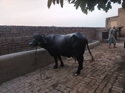 Befallo majj for sale || nasli majj