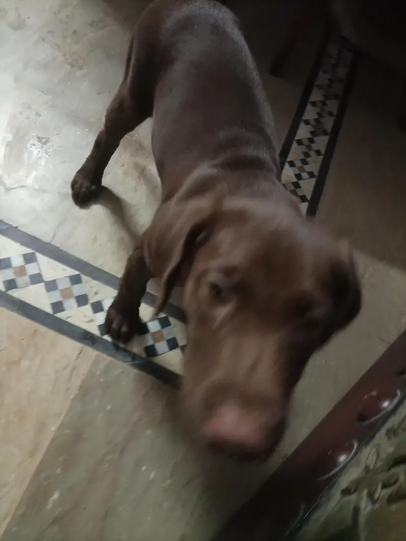 chocolate lab 3 months old vaccinat female — photo 4