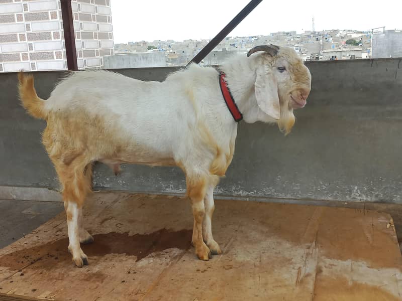 bakra for sell 1