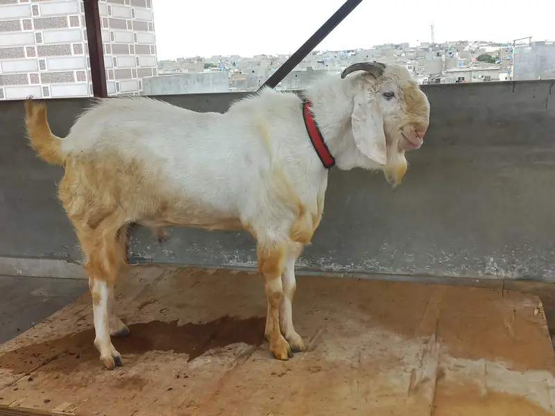 bakra for sell — photo 2
