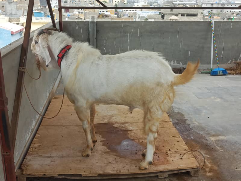 bakra for sell 2