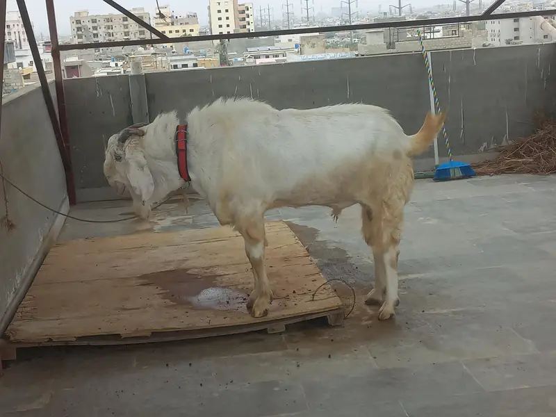 bakra for sell — photo 4