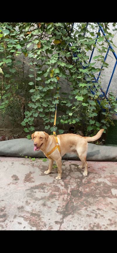 Beautiful Labrador Retriever Dog for Sale – Healthy & Active