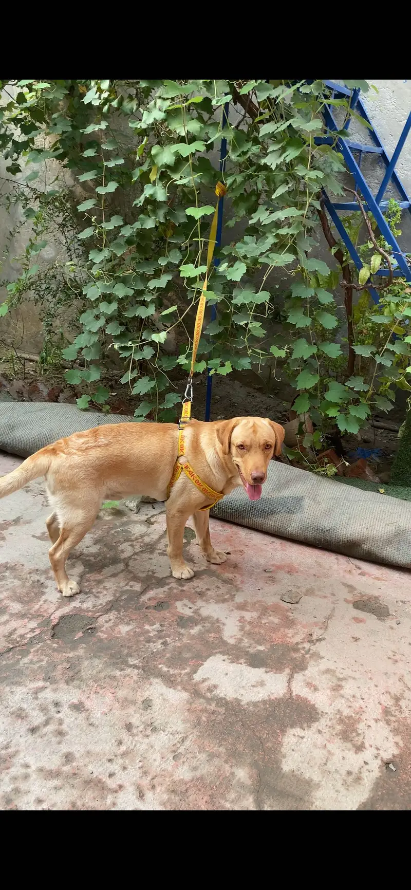 Beautiful Labrador Retriever Dog for Sale – Healthy & Active — photo 2