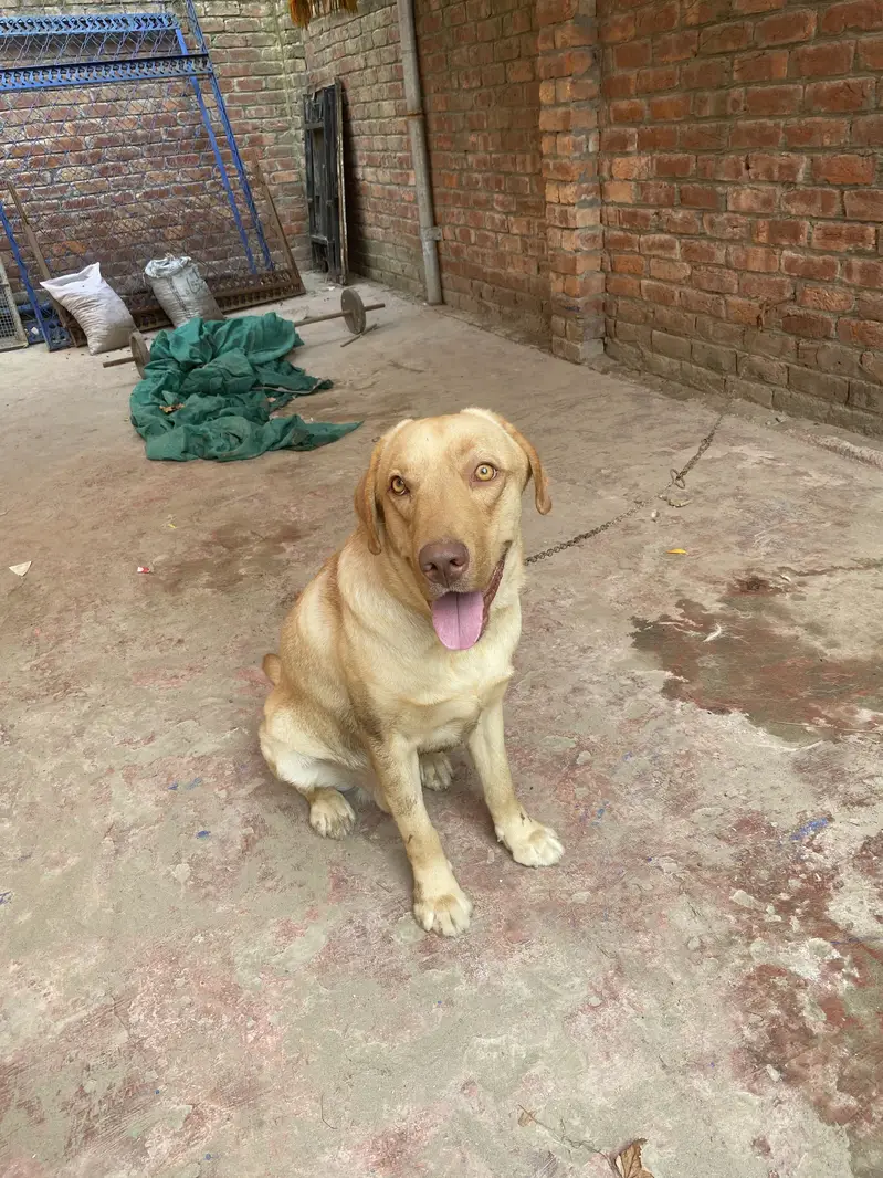 Beautiful Labrador Retriever Dog for Sale – Healthy & Active — photo 3