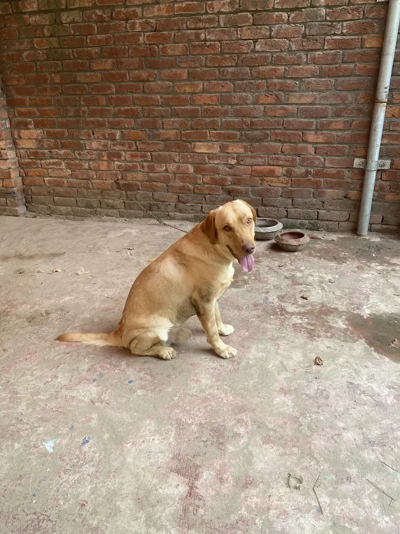 Beautiful Labrador Retriever Dog for Sale – Healthy & Active — photo 5