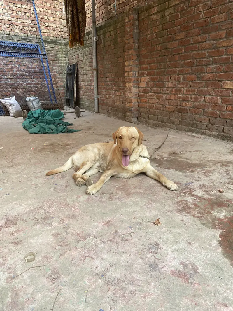 Beautiful Labrador Retriever Dog for Sale – Healthy & Active — photo 6