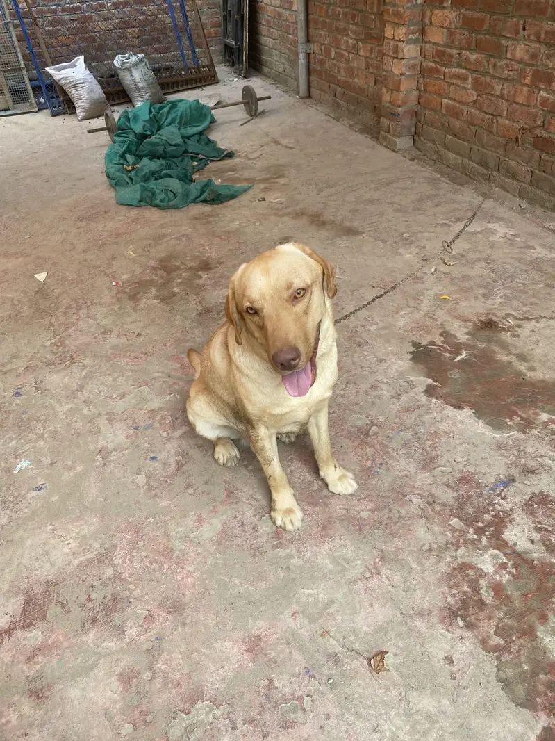 Beautiful Labrador Retriever Dog for Sale – Healthy & Active — photo 7