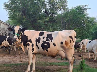 فریزن گائے تازہ سوئی