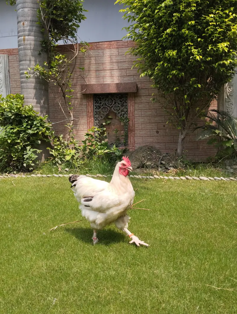 light Sussex cross white buff for sale |healthy and heavy|03409062402 — photo 6