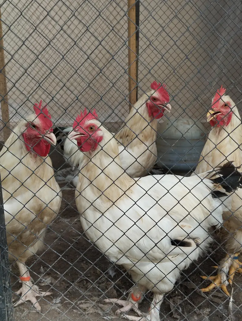 light Sussex cross white buff for sale |healthy and heavy|03409062402 — photo 9