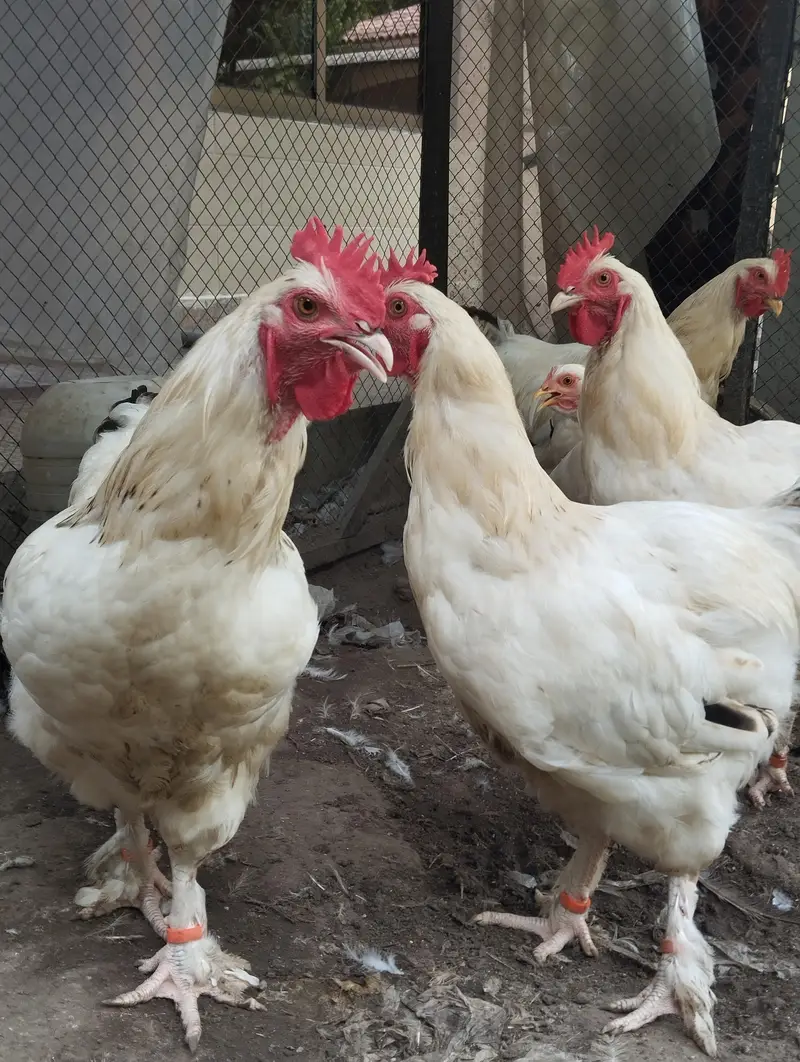 light Sussex cross white buff for sale |healthy and heavy|03409062402 — photo 10