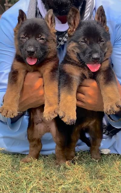 German Shepherd puppies pair for sale cargo All Pakistan available