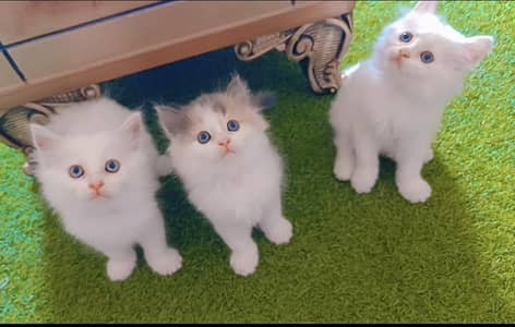 Persian kittens