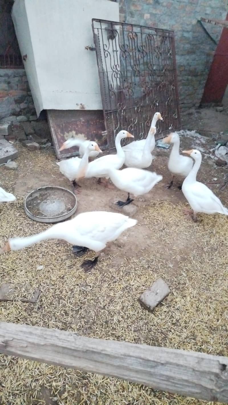 Duck's Chicks Long Neck 0