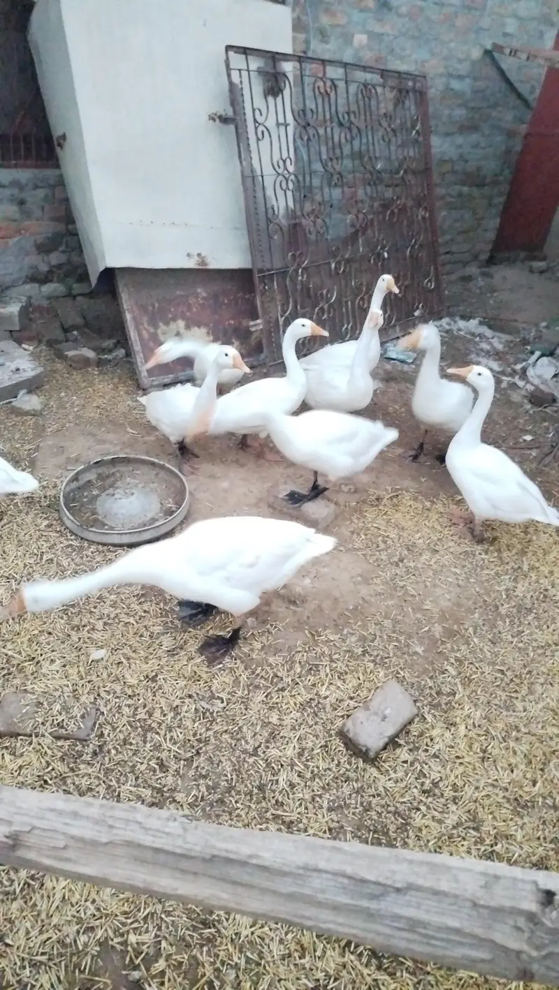 Duck's Chicks Long Neck
