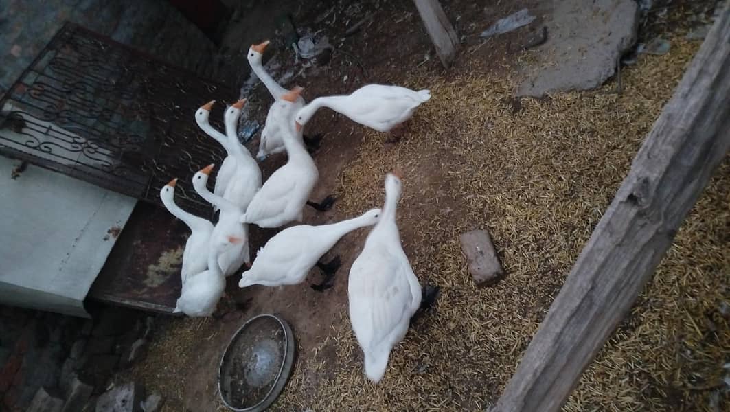 Duck's Chicks Long Neck 1