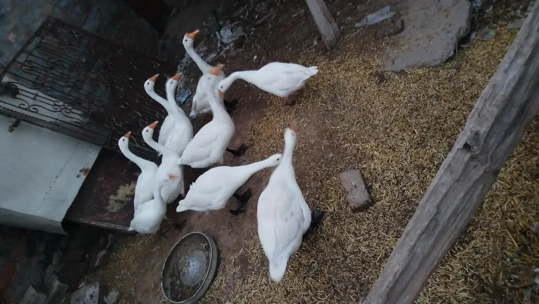 Duck's Chicks Long Neck — photo 2
