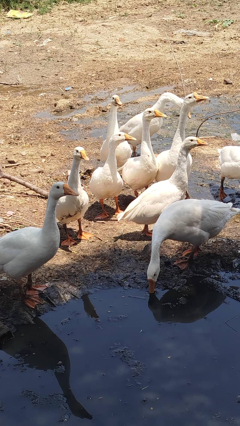 Duck's Chicks Long Neck 2
