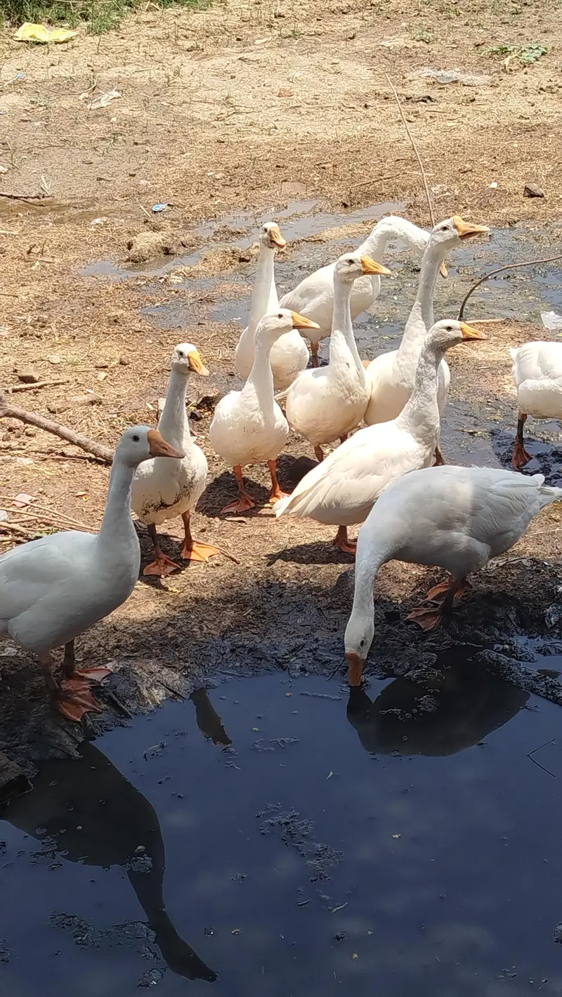 Duck's Chicks Long Neck — photo 3