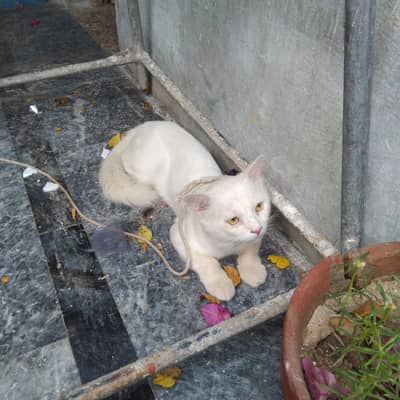 cat for sale