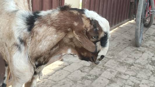 Best Breader Bakra for sale