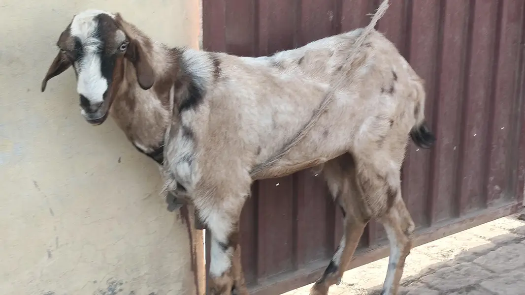 Best Breader Bakra for sale — photo 2