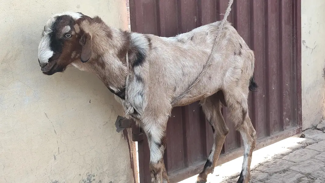 Best Breader Bakra for sale — photo 3
