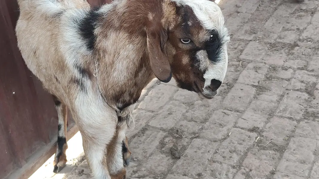 Best Breader Bakra for sale — photo 4